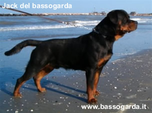 Jack del bassogarda 